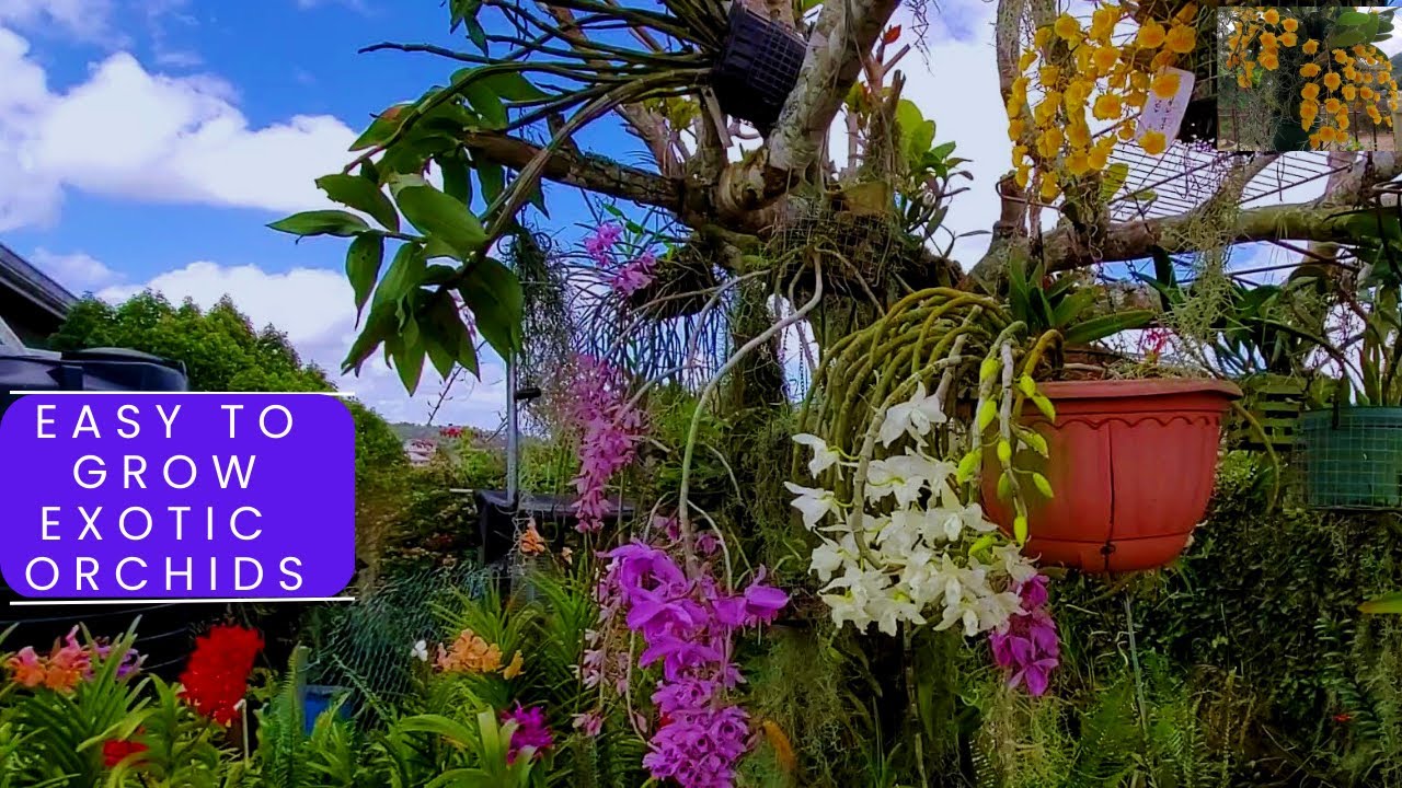 Simple and easy to grow Exotic Orchids JAMAICA YouTube