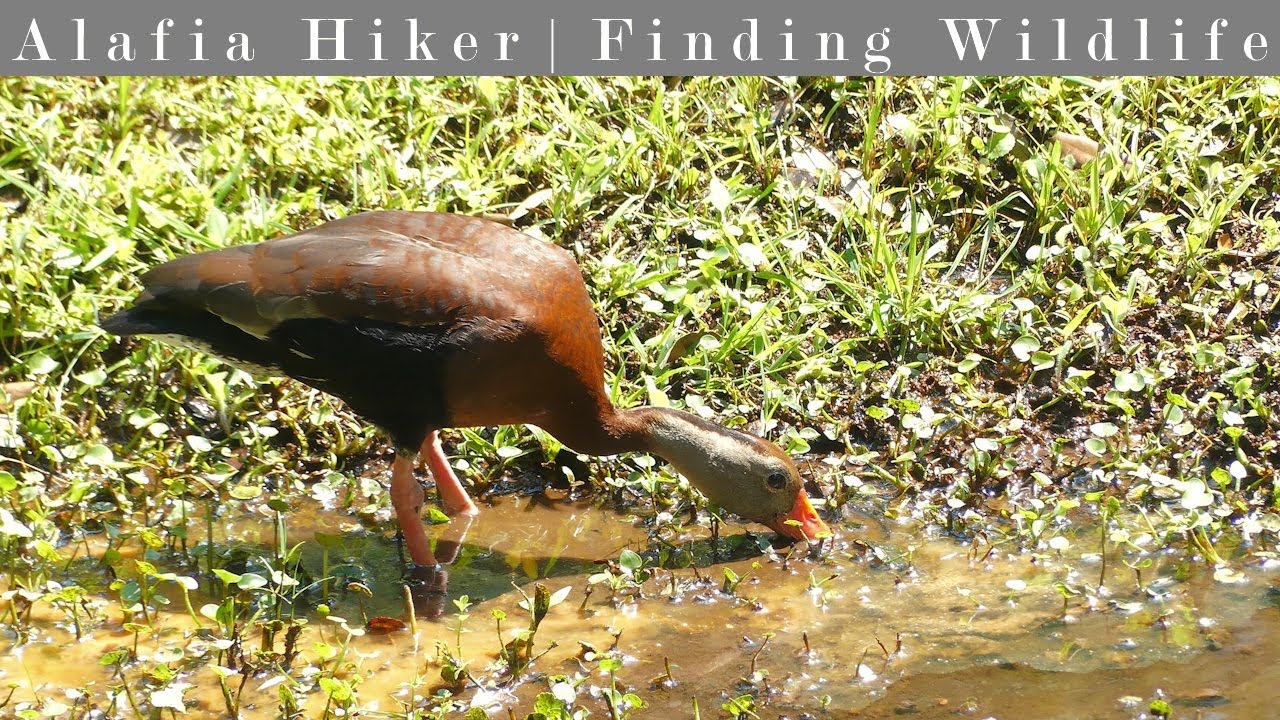 Wildlife of Bonnet Springs Park