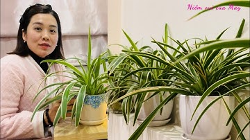 Trồng CỎ LAN CHI làm cây cảnh trong nhà🪴Propagate orchids as indoor ornamental plants