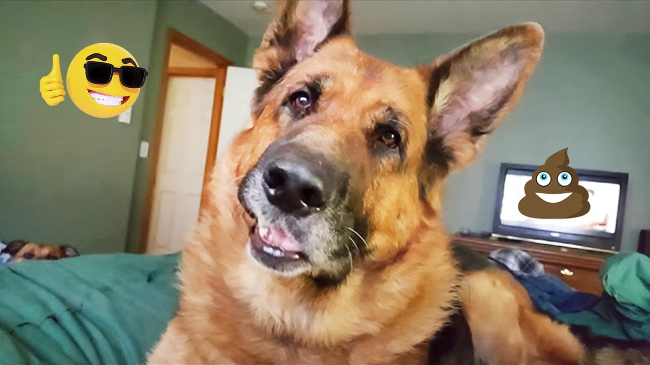 You Can’t Stop Laughing At These Pets | Funny Dogs Video 2026 #1 - YouTube