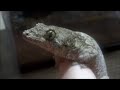 ハルマヘラジャイアントゲッコーをハンドリング Halmahera Gecko Handling