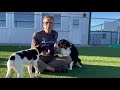 NMDR Rehabilitation Program: Helping Scared Puppy Mill Survivors Find Their Courage