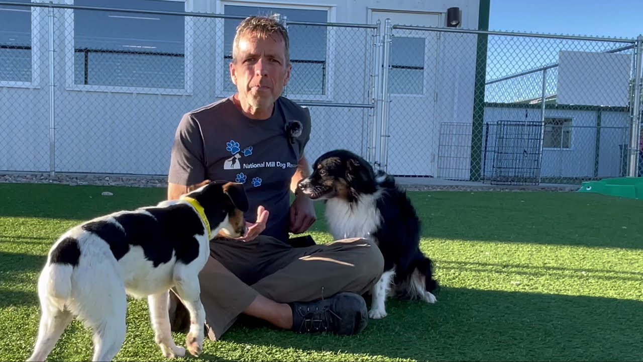 NMDR Rehabilitation Program: Helping Scared Puppy Mill Survivors Find Their Courage