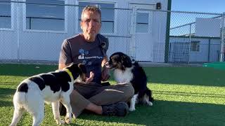NMDR Rehabilitation Program: Helping Scared Puppy Mill Survivors Find Their Courage