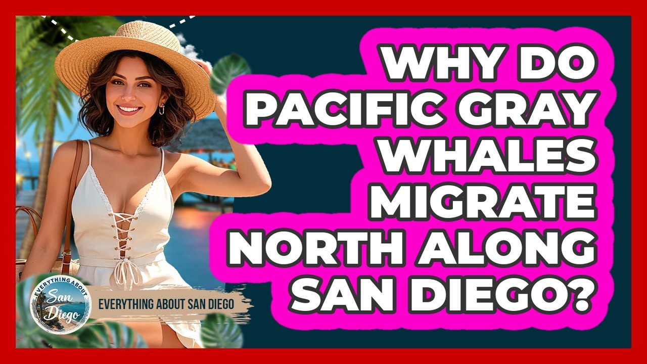 Why Do Pacific Gray Whales Migrate North Along San Diego?