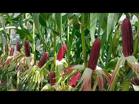 Growing Ruby Queen Corn at Home, Easy For Beginners