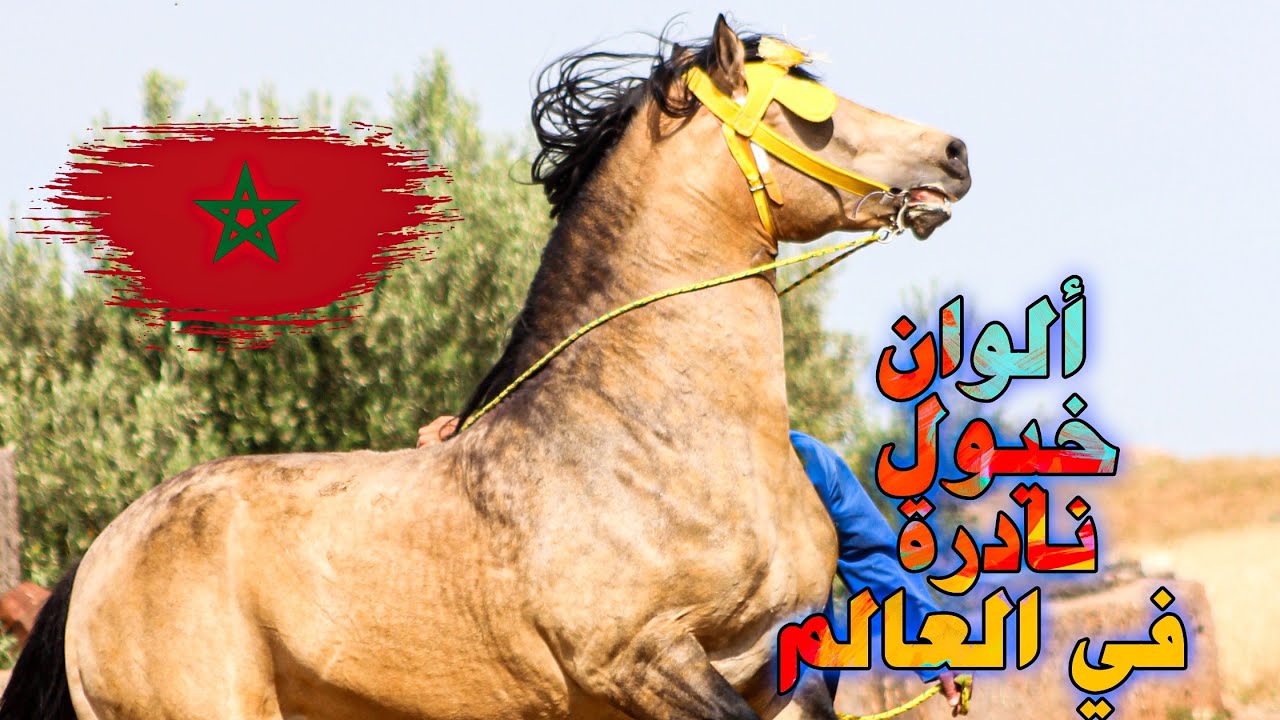 شفنا خيول ماشاء الله عليها فلبروج واكتشفنا الوان عربية بربرية مغربية نادرة فالعالم