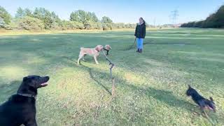 Nala The Tree Thief Is At It Again.