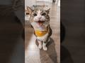 Cat IQ TEST | CAT Funny Moment Video #cat #youtube #catlover #catmemes