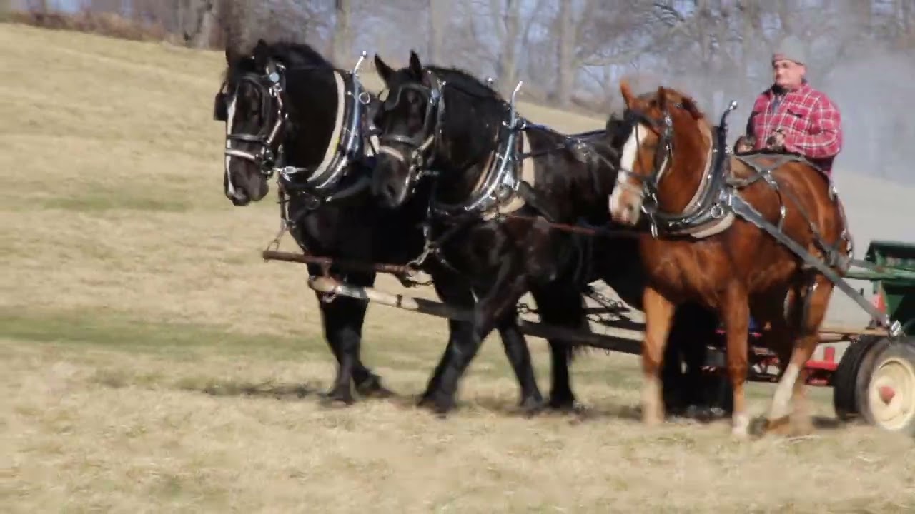 Lot 1018 and 1019 at the Mid Ohio Draft Horse Sale! YouTube