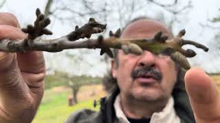 Balkal 3 - Çhandler - Fernette Uyanma Karşılaştırmaları. Cevizadam Ahmet.