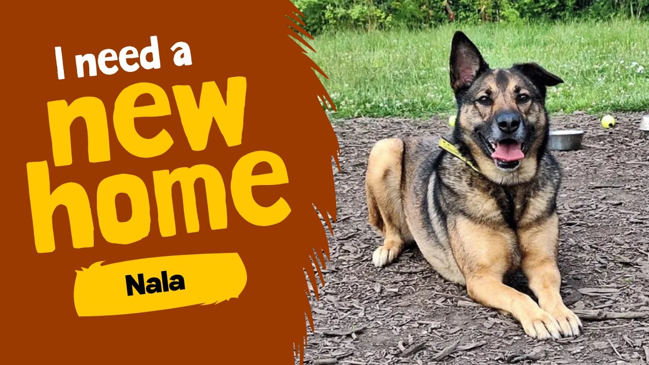 Nala video