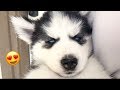 Cute Husky Puppy Falling Asleep In My Arms!