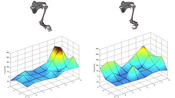 Neural Decoding