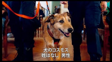 被告人ならぬ被告犬！前代未聞の犬の裁判　彼は“無罪”か“有罪”か？　『犬の裁判』予告