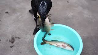 Great Cormorant Eats The Whole Fish Instantly