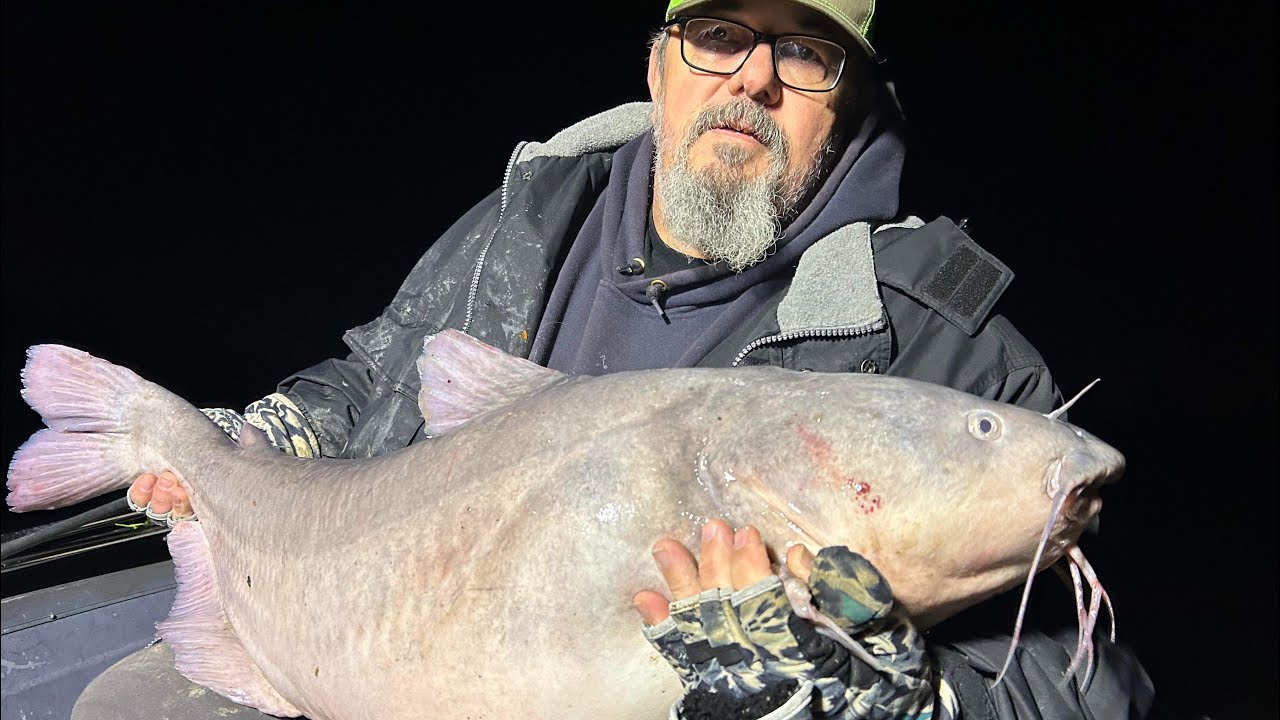 Trophy blue catfish 3 citations caught on the river YouTube