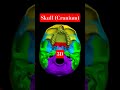 skull..#3d #3danimation #education #study #educational #shorts #biology #biologics #shortvideo
