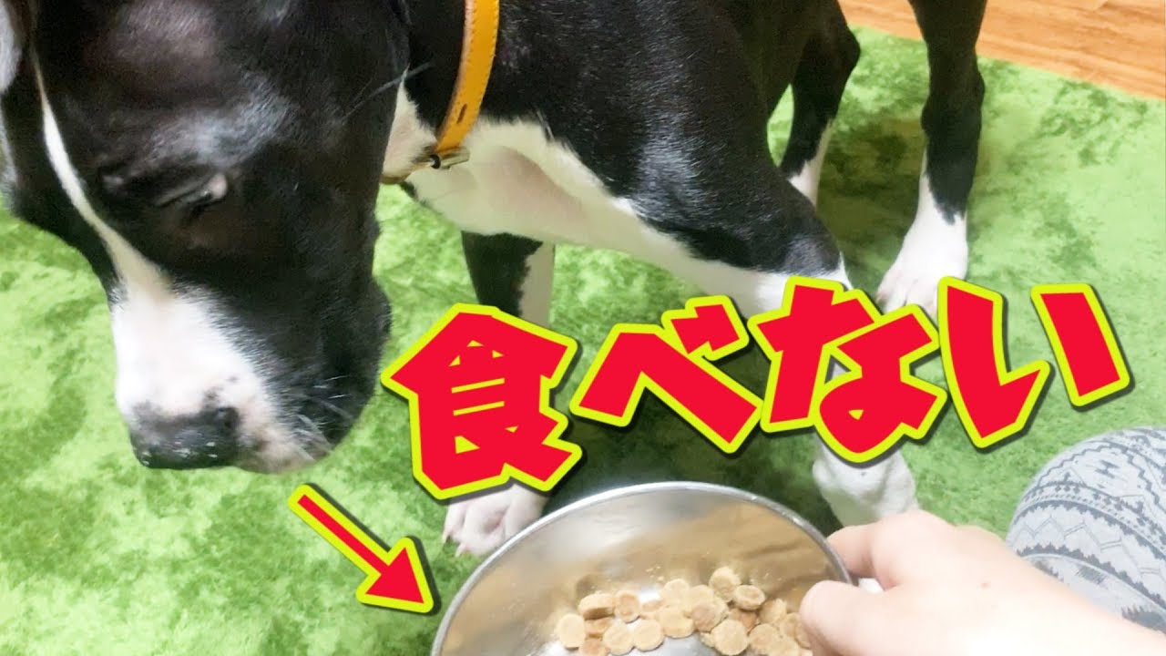 ご飯を最後まで食べない子犬 YouTube