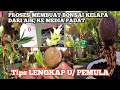 TIPS MEMBUAT BONSAI KELAPA  MEDIA AIR SAMPAI PINDAH KE MEDIA PADAT AMAN