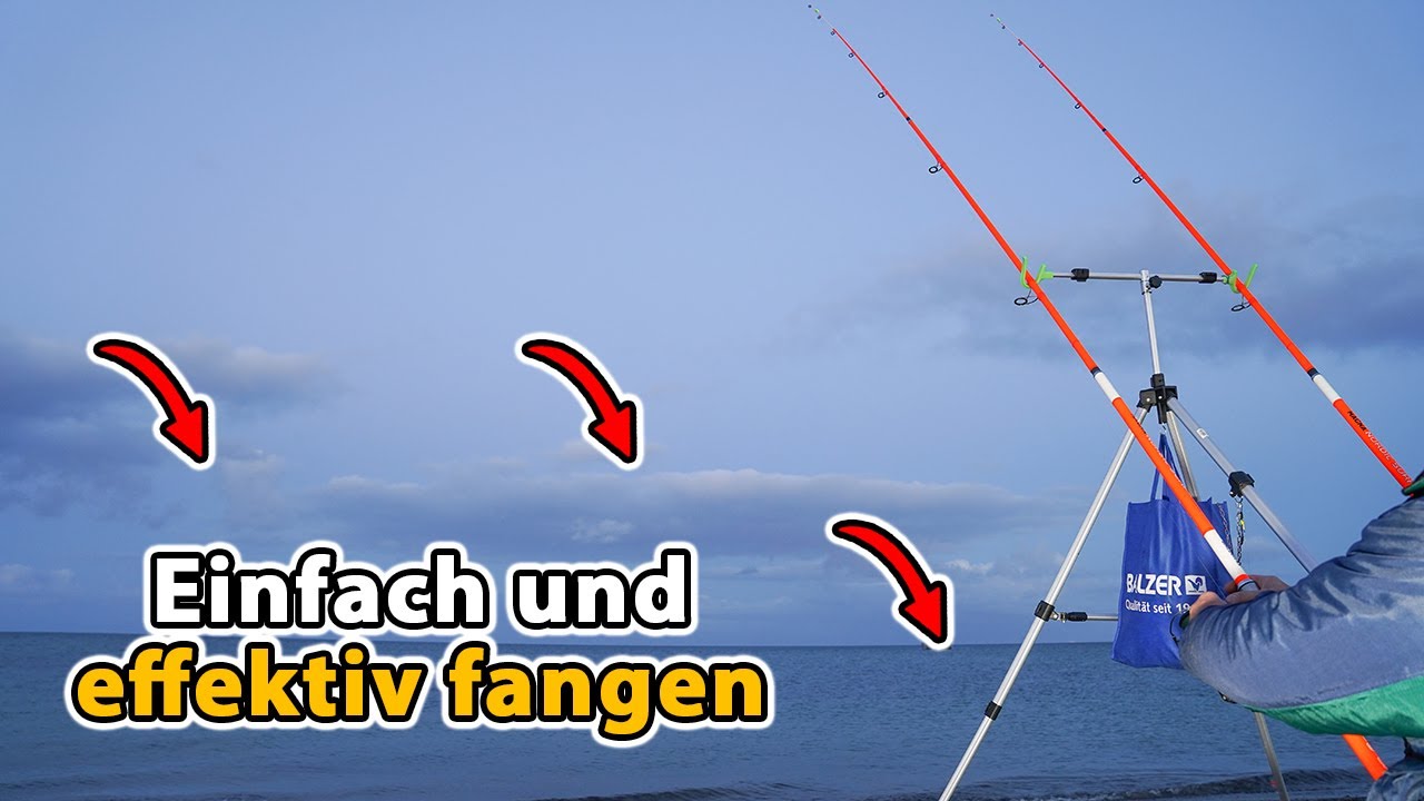 BARSCH + HECHT angeln in der Elbe 🎣  (Crashkurs für Einsteiger)