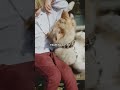 Endless Giggles: A Day of Fun with a Toddler and Their Playful Puppy