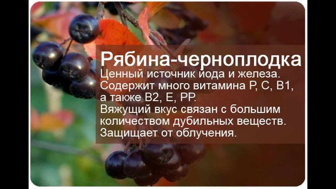 Характеристики листа черноплодной рябины. Лекарственная трава черноплодная рябина. Характеристики листа черноплодной рябины. Полезность черноплодной рябины. Арония черноплодная лечебные.