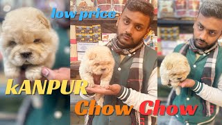 CHOW CHOW BREED IN INDIA | TOP QWAILTU FULFFY DOG CHOW CHOW | SALONI PET SHOP IN KANPUR by SALONI PET SHOP KANPUR 314 views 3 months ago 3 minutes, 46 seconds