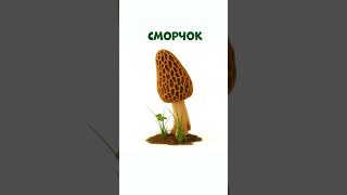 Гриб сморчок. Он появляется весной – такой торопыжка!