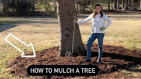 The correct way to mulch a tree - DayDayNews