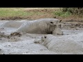 Hippos Enjoying Spa