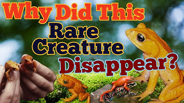 The Mysterious Extinction of the Golden Toad