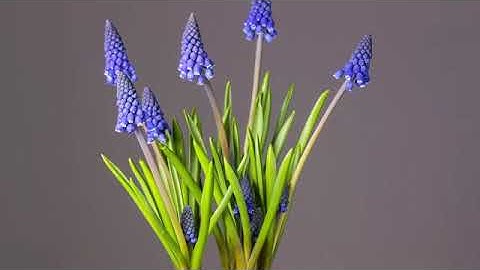 Blooming Flowers Timelapse! 1 Hour 4K Relaxing Screensaver  Amazing Flowers! Relaxing Music