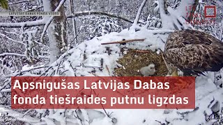 Apsnigušas Latvijas Dabas fonda tiešraides putnu ligzdas