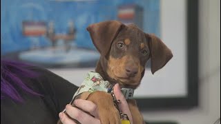 Pet Rescue Spotlight: Chicago Rescue Authority