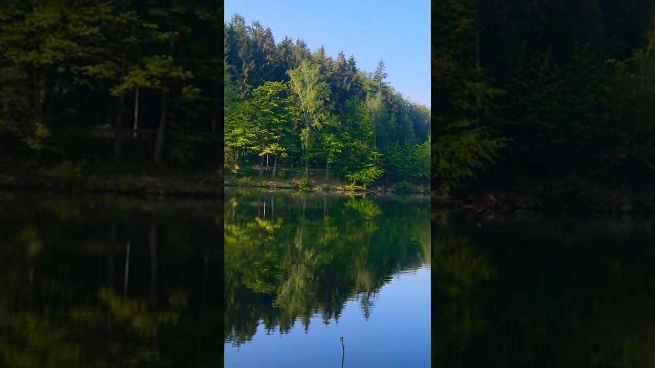 I've got the strangest feelin'🌲 