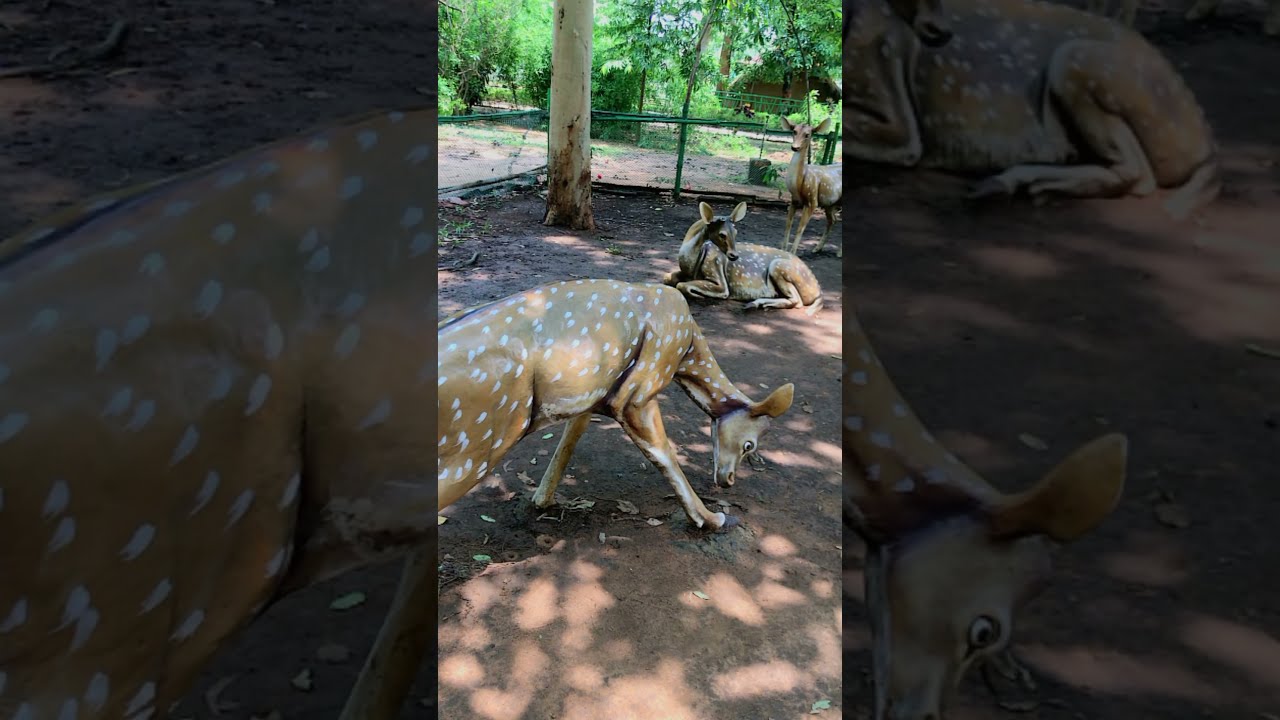 Angul Short Video //Short Bablu vlog