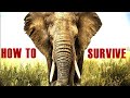 How To Escape From Elephant Attacks - Tips And Tricks Video