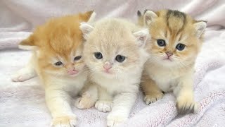 Three beautiful little kittens explore the big bed outside the nest. by Lovely Paws 1,460 views 4 weeks ago 3 minutes, 16 seconds