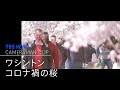 ワシントン　コロナ禍の桜【カメラマンCLIP】