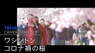 ワシントン　コロナ禍の桜【カメラマンCLIP】