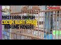 Masteran Ampuh Cocok Buat Paud Burung Kenari Mp3 - Mp4 Download