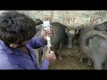 Amazing buffalo milk fever treatment at biggest buffalo farm easy