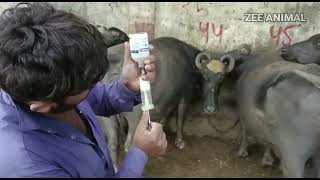 Amazing buffalo milk fever treatment at biggest buffalo farm easy