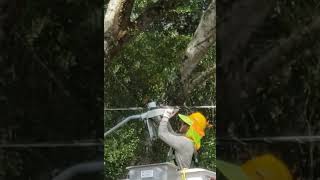 Replacing a Street Light Bulb #shorts #electrical #electric #streetlight