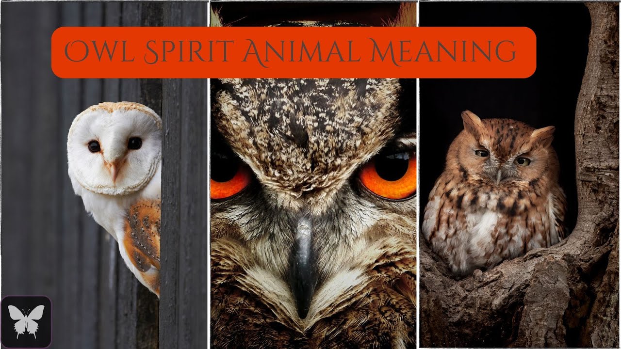 Owl Spirit Animal Symbol and Meaning