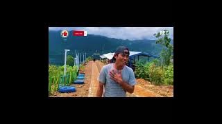 Tukar cincin ( Onti Mori ) Daerah wayase 2023  music video