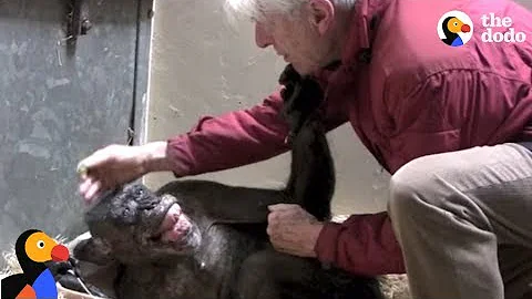 Dying Chimp Says Goodbye To Old Friend | The Dodo