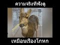 เรื่องชวนอึ้งของเจ้ากวางน้อย #เรื่องแปลก #สาระ #ที่สุดในโลก#shorts #ตลก