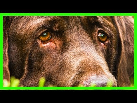 Video: Überschüssige Blutkörperchen Im Auge Bei Hunden